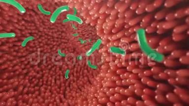 肠道绒毛带有细菌和病毒.. 显微绒毛，毛细血管用于消化吸收食物.. 人类